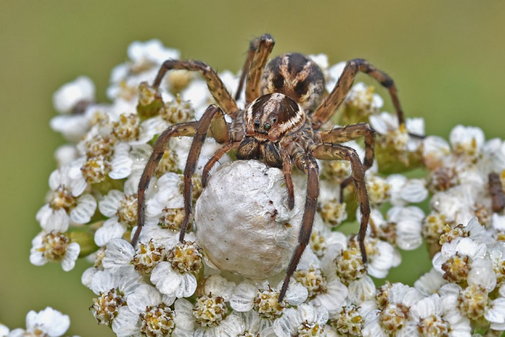 Hogna radiata ??